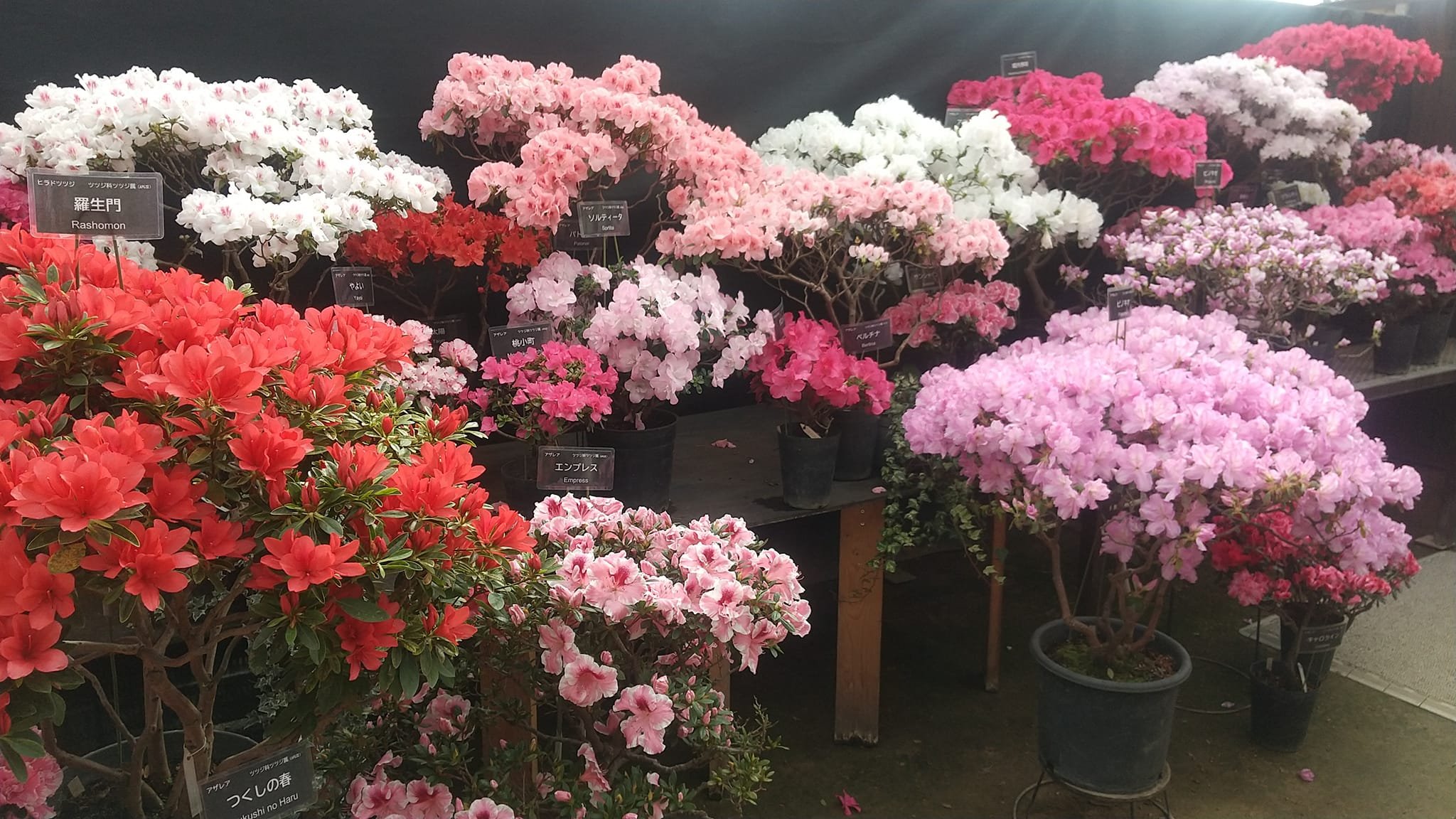 🏞️ 유리가하라 공원 이미지 10